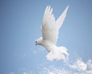 White Dove